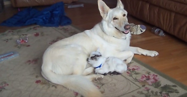 dog with baby goat