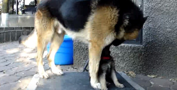 German Shepherd and puppy