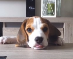 Watch Louie the Beagle Age From 8 Weeks to 8 Months and Get Into a Lot of Trouble