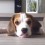 Watch Louie the Beagle Age From 8 Weeks to 8 Months and Get Into a Lot of Trouble