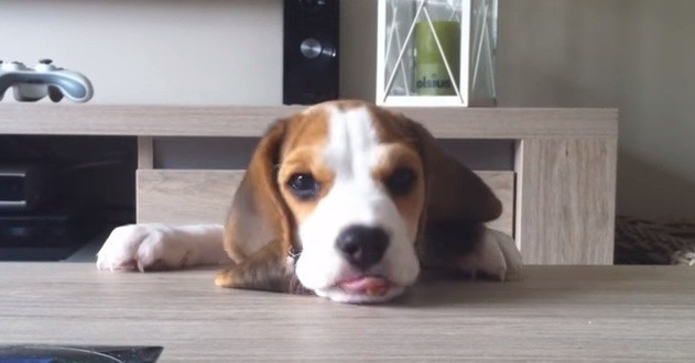 Louie the beagle
