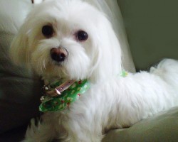If You’re Allergic to Dogs You Should Check Out This Hypoallergenic Dog Breed List!