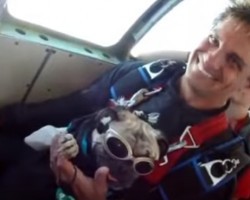 Watch to See What This Pug’s Hobby is — So Cool!