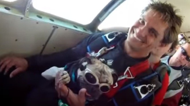 pug skydiving