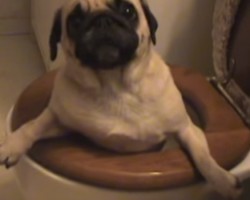 When a Cute Pug Falls Into the Toilet, You’ll Never Guess What Her Owner’s Reaction is!
