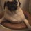 When a Cute Pug Falls Into the Toilet, You’ll Never Guess What Her Owner’s Reaction is!