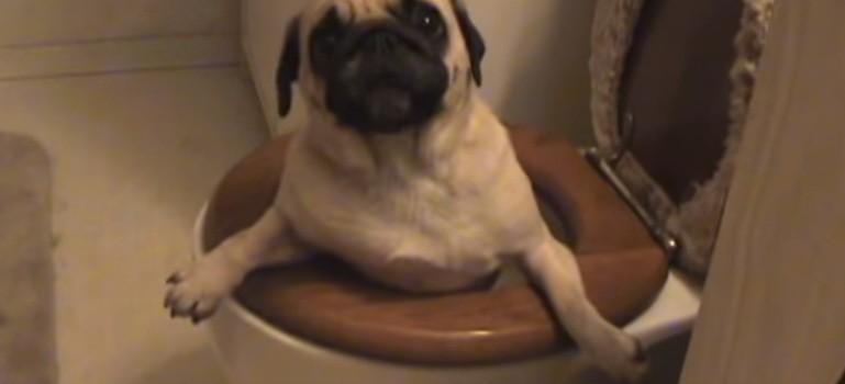 pug stuck in the potty