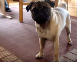 When a Pug Encounters a Mini Pug Statue He has to Decide Whether to Face His Fears or Not — What Will He Do?!