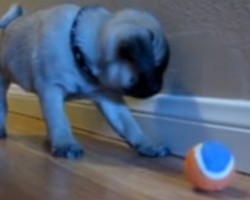 You Can’t Help But Fall in Love With Stewie the Baby Pug — He’s SO Precious!