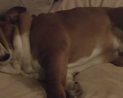 The Only Thing That Wakes This English Bulldog up is a… Doorbell?!