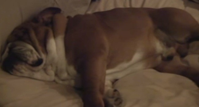 English Bulldog sleeping