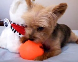 You’ll Never Guess What Happens When This Angry Yet Adorable Yorkie Doesn’t Want to be Bothered!