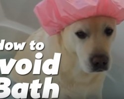 Clever Ways for Fido to Avoid Bath Time — The Second Dog Had Me Laughing Hysterically!