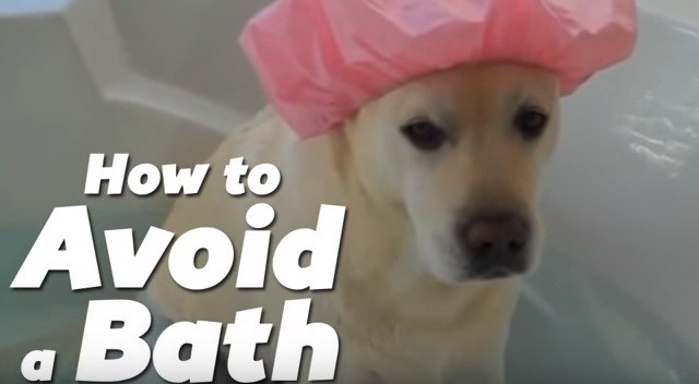 dog avoiding a bath