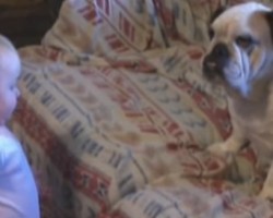 Watch a Toddler Get Into a Fight With a Bulldog — Too Funny!