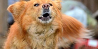 Is Your Pooch Barking During Walks? Try These Tips to Stop Her From Barking