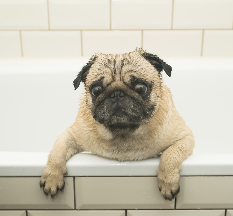 bathing a pug
