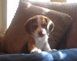 Beagle Puppy Learns How to Howl and It’s Too Cute For Words