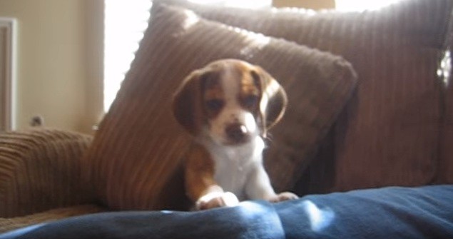 howling beagle puppy