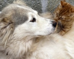 5 Dog Breeds That Get Along With Cats (Because Peace and Harmony is Important!)