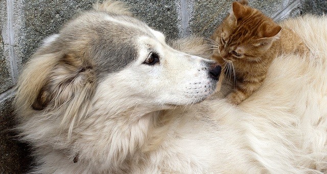 cat and dog together