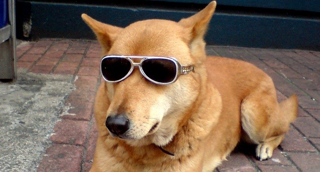 cool dog