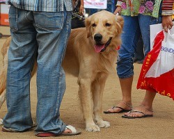 Does Your Significant Other Dislike Your Pooch? Tips to Help Him Come Around