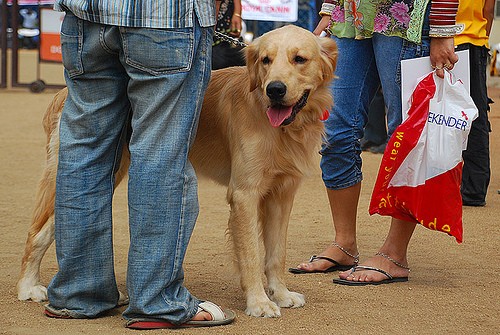 couple with dog