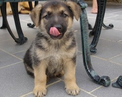 Two Important Training Techniques You Should Know About as You Train Your Puppy