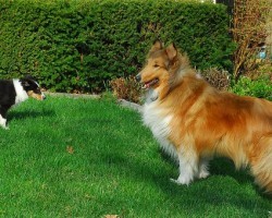 Is Your Pooch Eating His Poop?! Learn How to Stop This Nasty Habit!