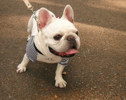 Your Dog’s Body Language Says a Lot About Him — Learn More About Your Pooch’s Communication Style HERE