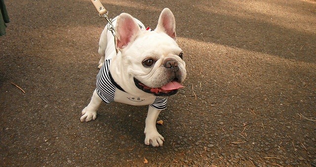 French Bulldog walking