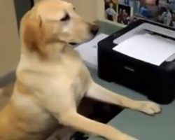 Why Everyone Should be Allowed to Bring Their Dog to Work — This Video is too Much Fun!