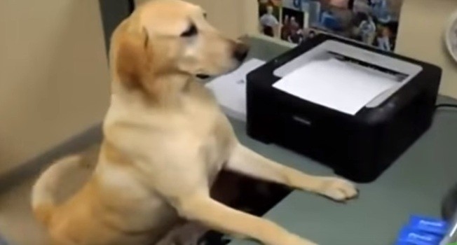 dog work assistant