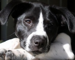 15 Dog Myths You May Be Guilty of Believing…