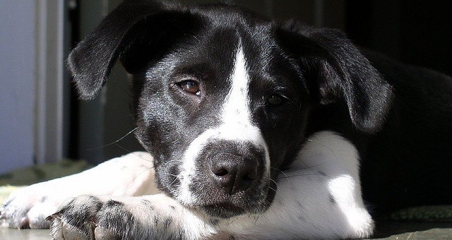 doggy resting on the floor