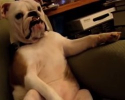 Dogs Make the BEST Roommates — Just Watch The Part at 1:23! LOL!