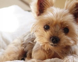 10 Insightful Doggy Secrets That’ll Decode What Your Pooch is Trying to Tell You