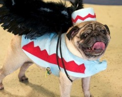 5 Pugs That’ll Steal Your Heart With One Glance