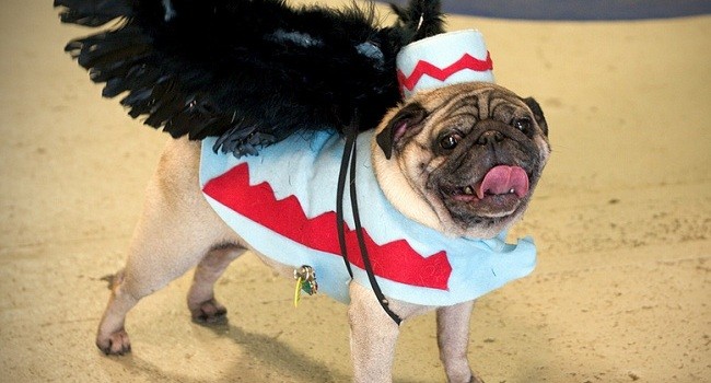 Wizard of Oz Pug