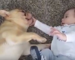 French Bulldogs are Wonderful at Making all Sorts of Friends — So Sweet!