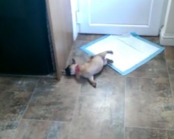 Adorable Pug Puppy LOVES Playing with a Door Stopper and it’s the Cutest Thing Ever!!