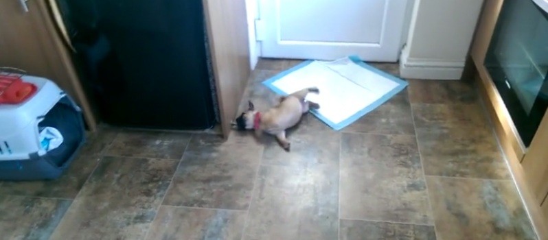 pug vs door stopper