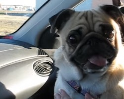 When a Pug Finds Out He’s About to See a Friend, He Goes Bonkers!