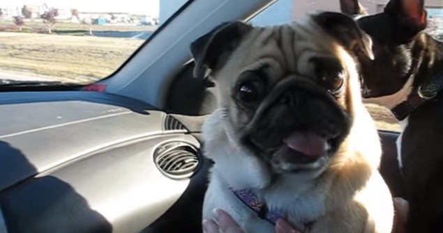 excited pug