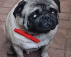 Funny Pug in a Bowtie Will Make You Laugh for Hours