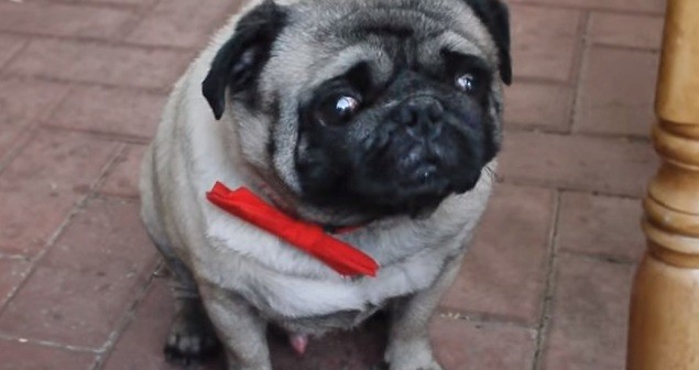 pug in bowtie