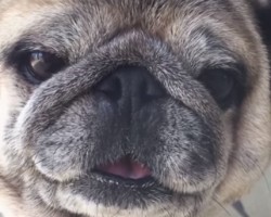 When a Funny Pug is Given This Veggie as a Snack, He’s Just Not Sure What to Make of it – Ha ha!