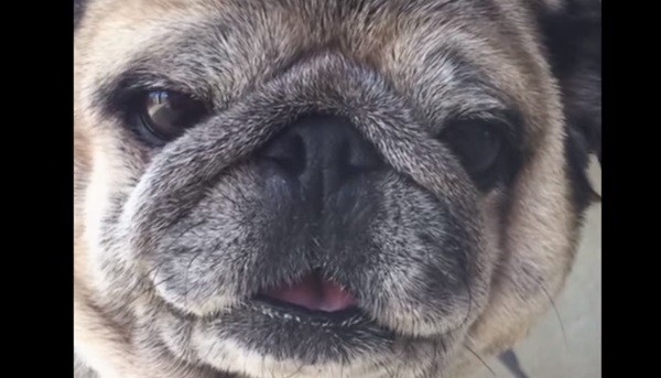 pug eating broccoli