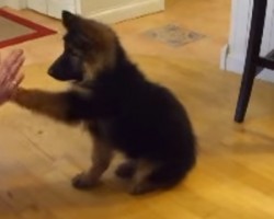 How can Such a Small Pup Know So Many Tricks?! Don’t Miss Her Trick at 01:11!